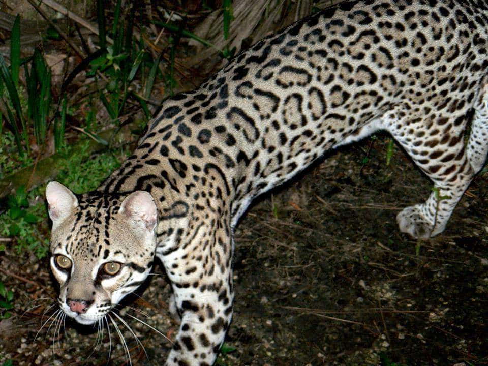 Ocelot (Leopardus pardalis) w Defensores del Chaco