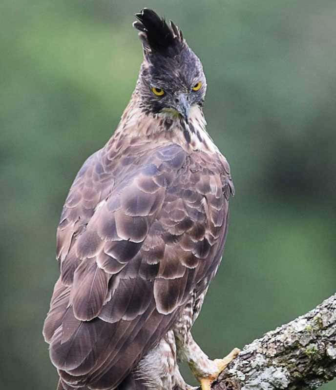 Orzeł jawajski (Nisaetus bartelsi)