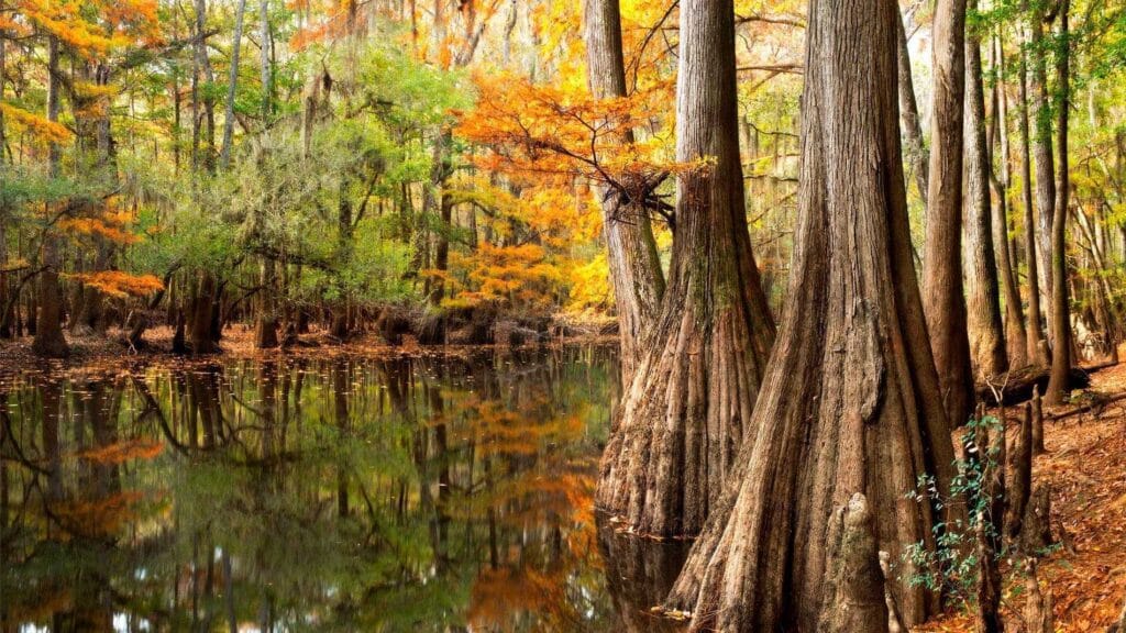 Park Narodowy Congaree, Karolina Południowa, Stany Zjednoczone: Przewodnik informacyjny
