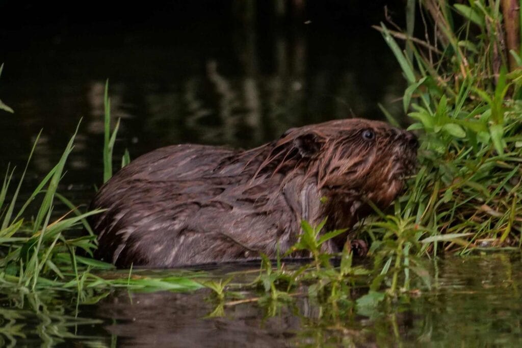 Bóbr w wodzie w Parku Narodowym De Biesbosch w Niderlandach