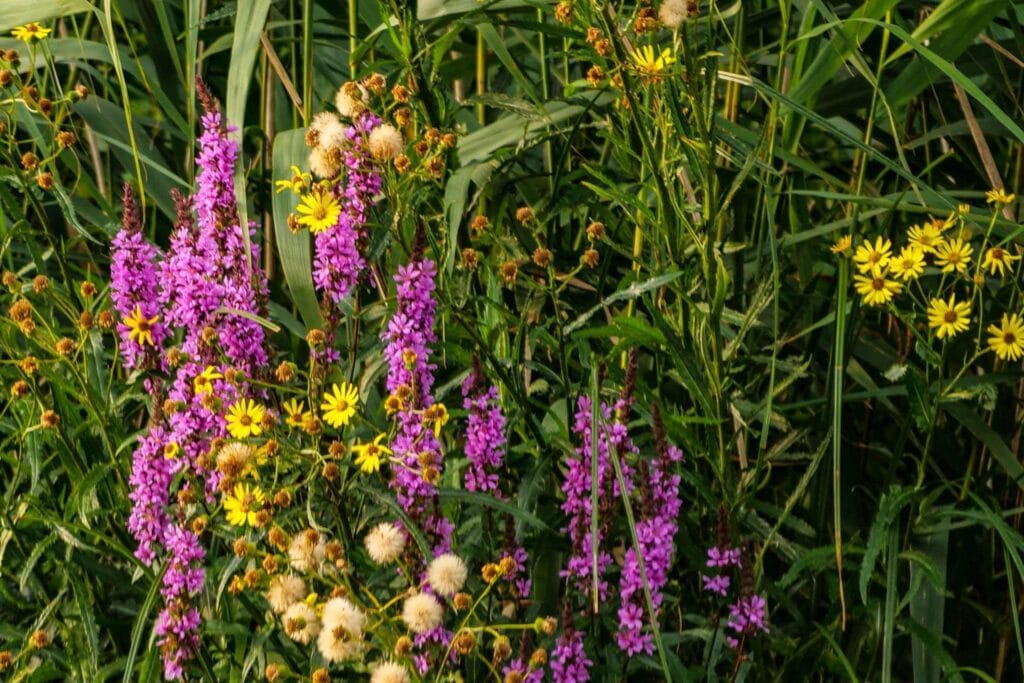 Rośliny i gatunki roślin Parku Narodowego De Biesbosch, Niderlandy