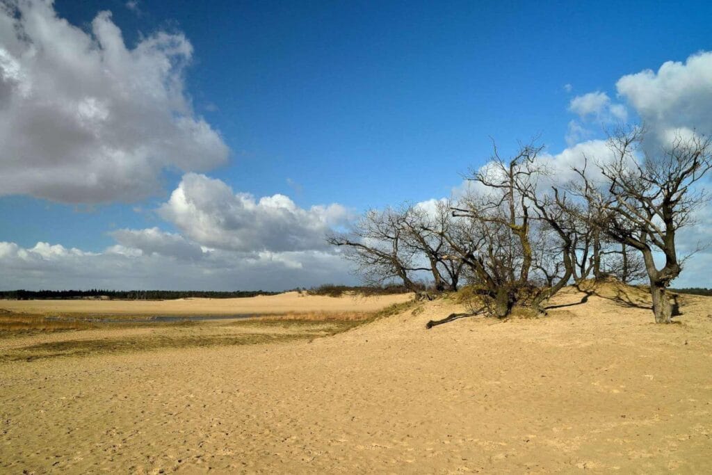 Park Narodowy De Loonse en Drunense Duinen w Brabancji Północnej, Niderlandy