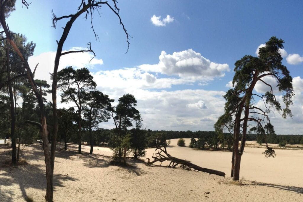 Park Narodowy De Loonse en Drunense Duinen: widok wydm i lasu