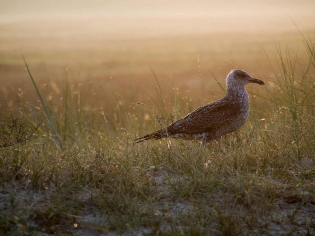 Fauna Parku Narodowego Duinen van Texel