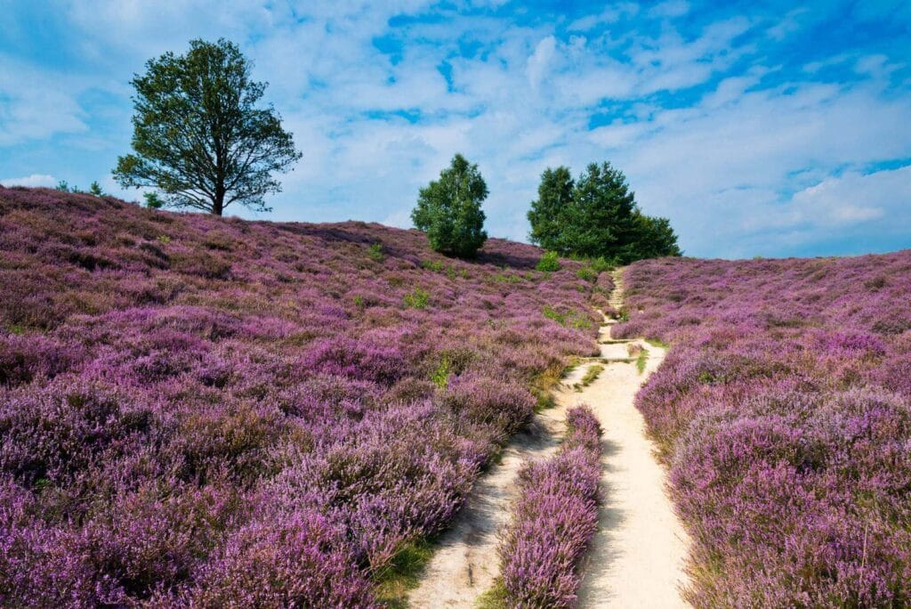 Park Narodowy Hoge Veluwe w Holandii