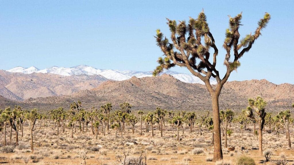 Park Narodowy Joshua Tree: oaza na pustyni Kalifornii