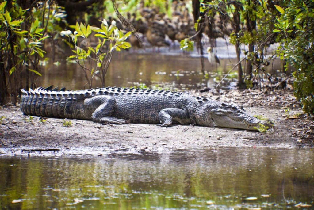 Fauna Parku Narodowego Kakadu