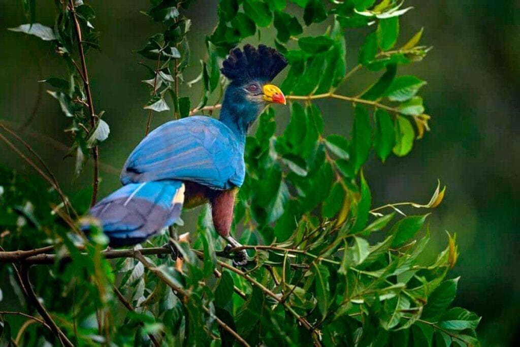 Park Narodowy Kibira: Naturalny Skarb Burundi, Afryka