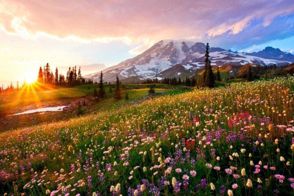 Park Narodowy Mount Rainier w stanie Waszyngton, Stany Zjednoczone