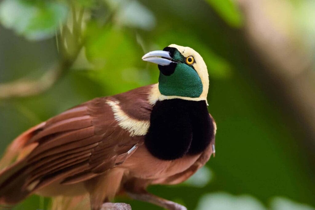 Fauna góry Wilhelma