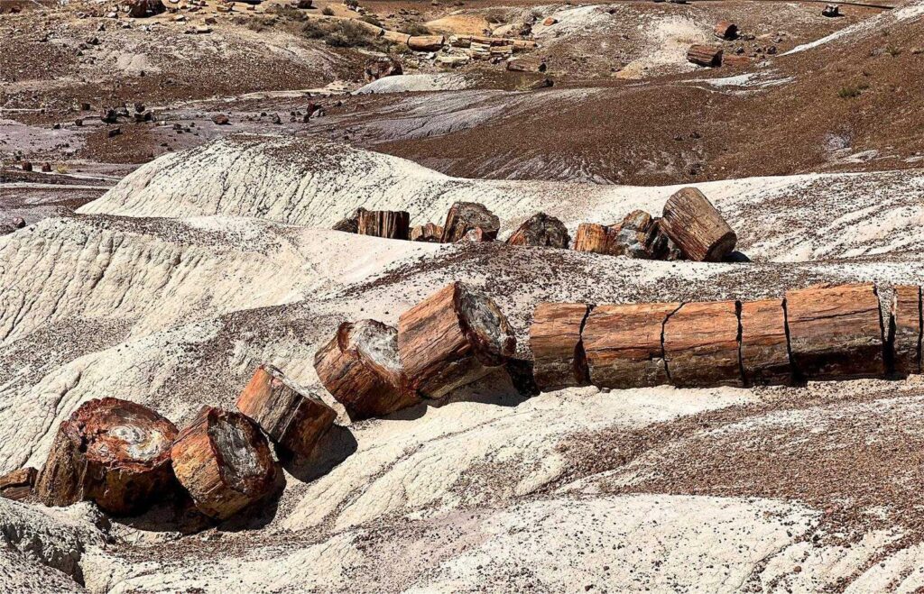 Park Narodowy Petrified Forest (Lasu Skamieniałego) w Arizonie: przewodnik dla odwiedzających