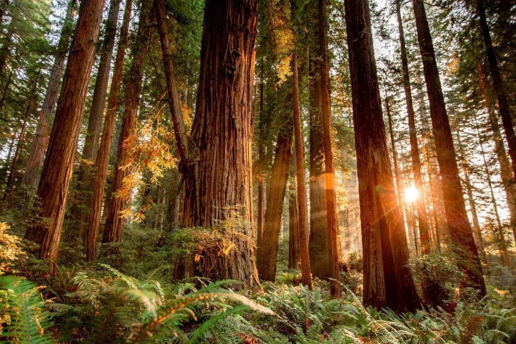 Park Narodowy Redwood w Kalifornii: podróż wśród gigantycznych sekwoi