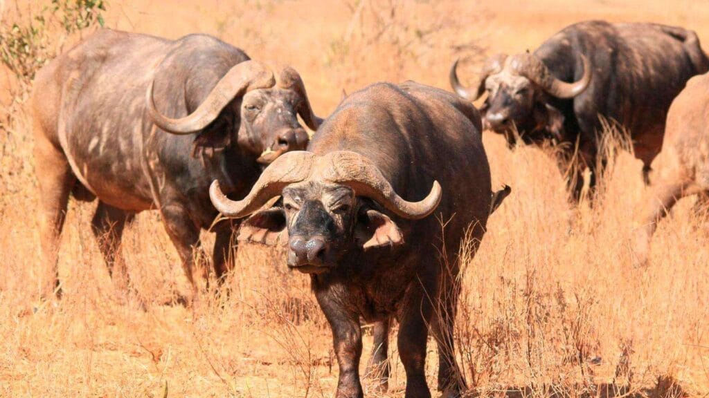 Park Narodowy Ruvubu w Burundi: podróż do raju bioróżnorodności w Afryce