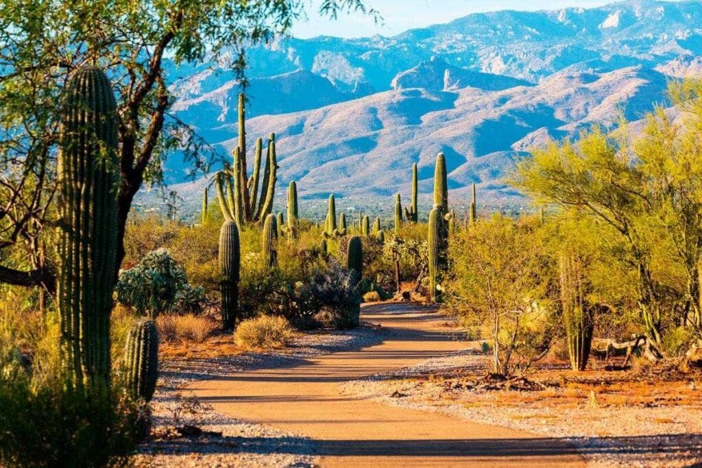 Park Narodowy Saguaro w Arizonie: przewodnik dla odwiedzających