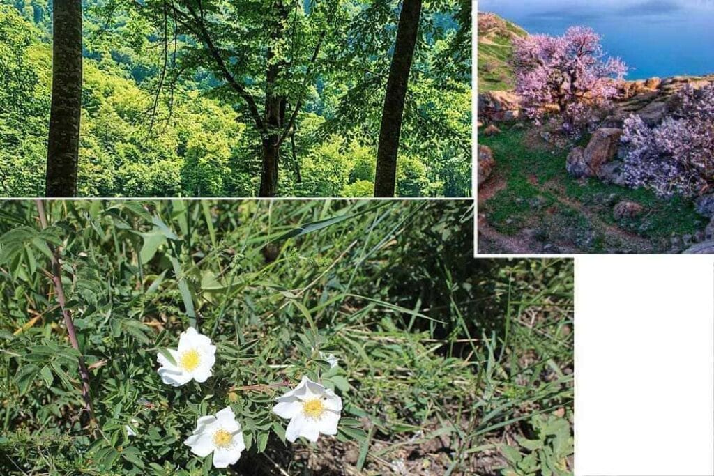 Flora Parku Narodowego Sevan, Armenia
