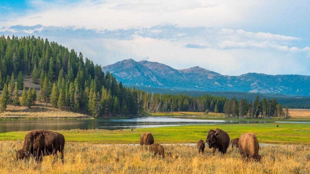 Park Narodowy Yellowstone w Idaho, Wyoming i Montana, Stany Zjednoczone: geologia, dzika fauna i flora