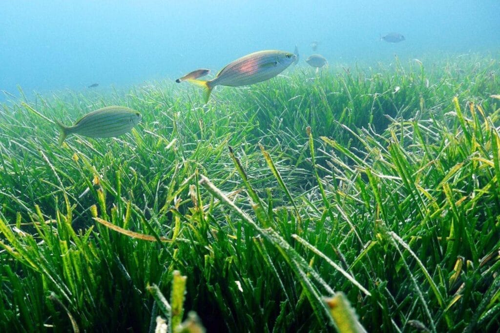 Posidonia oceanica w Parku Narodowym Calanques, Francja