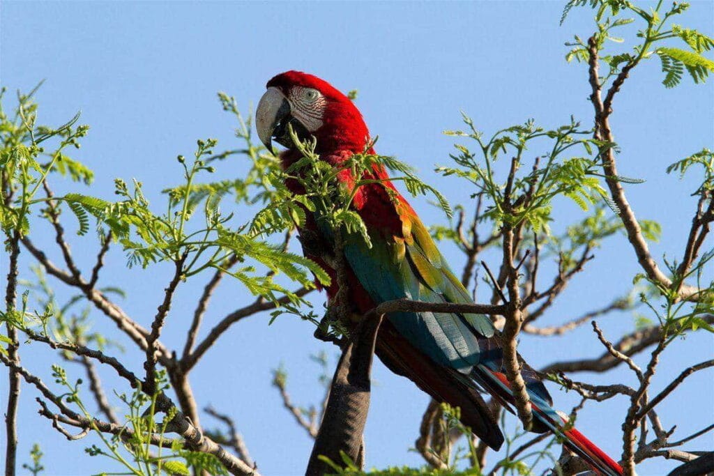 Ptaki w Pantanal Matogrossense w Brazylii