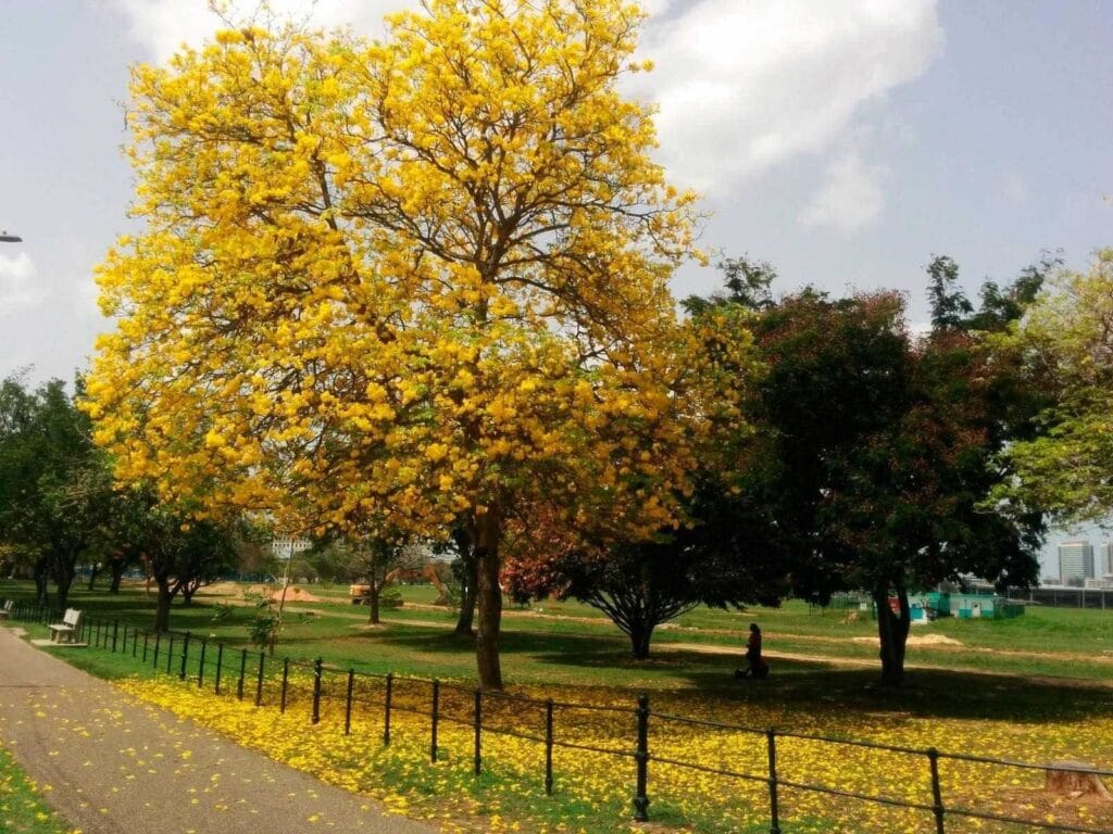 Queen's Park Savannah w Trynidadzie i Tobago: kompletny przewodnik