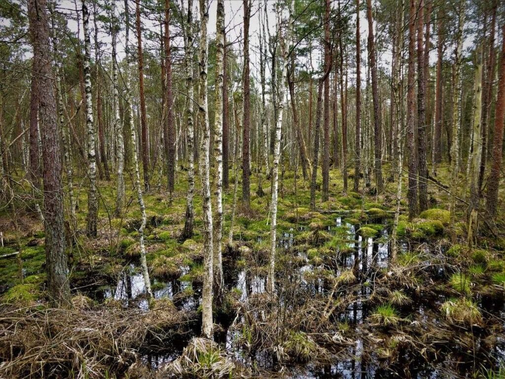 Puszcza Białowieska: Rezerwat Ścisły