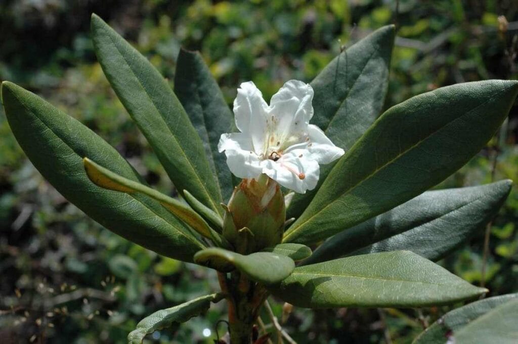 Różanecznik kaukaski (Rhododedron caucasicum)