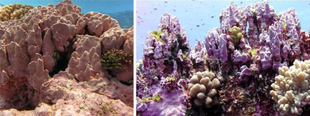 Koralowce w Rose Atoll Marine National Monument