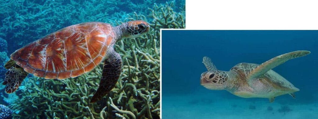 Żółwie morskie w Rose Atoll Marine National Monument