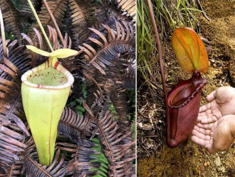 Nepenthes: rośliny mięsożerne w Parku Narodowym Gunung Mulu, wyspa Borneo, Malezja