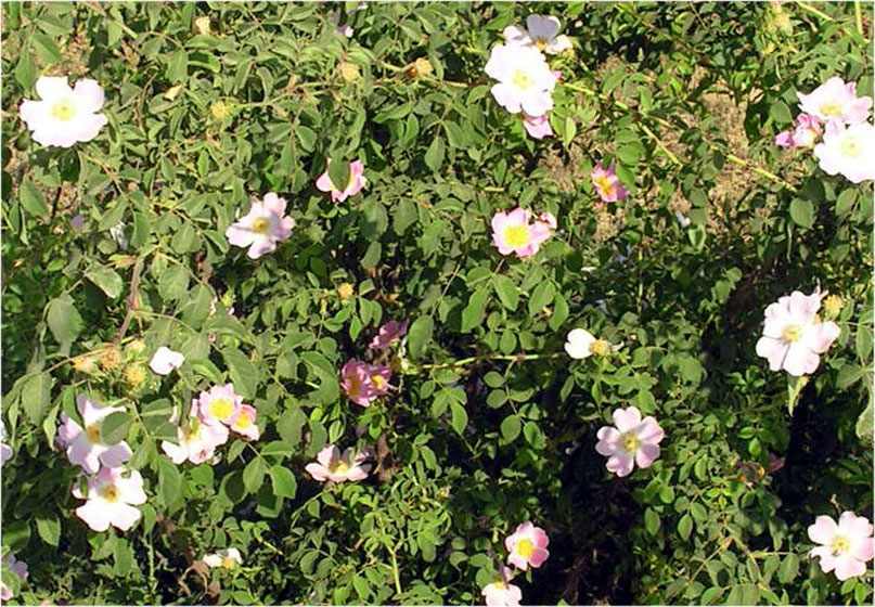 Róża dzika (Rosa canina) w Altıağac, Azerbejdżan