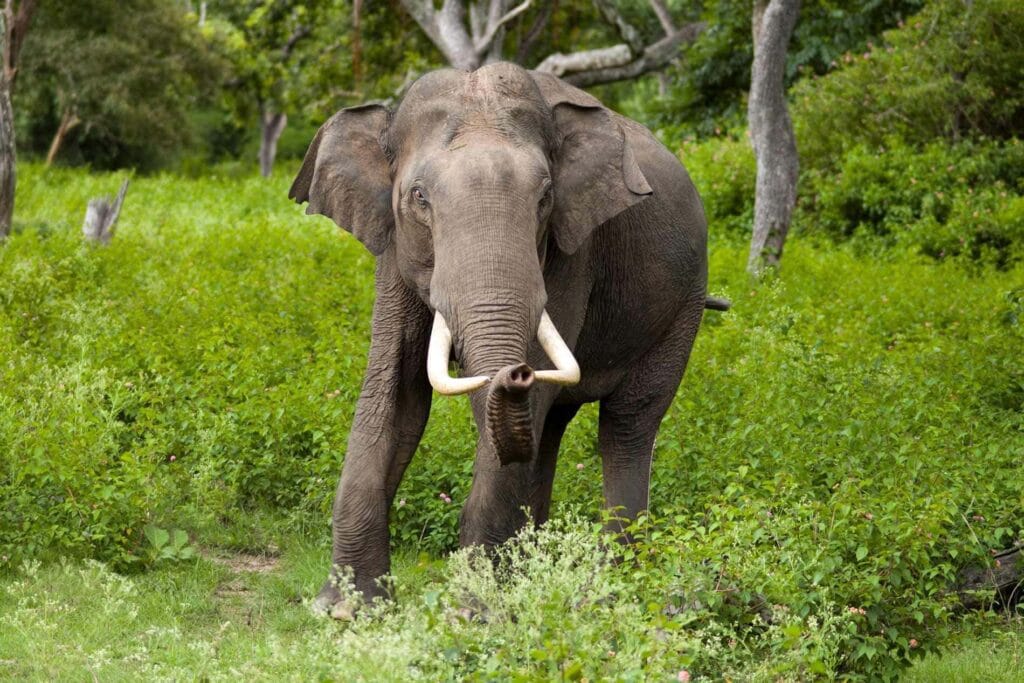 Słoń azjatycki (Elephas maximus)