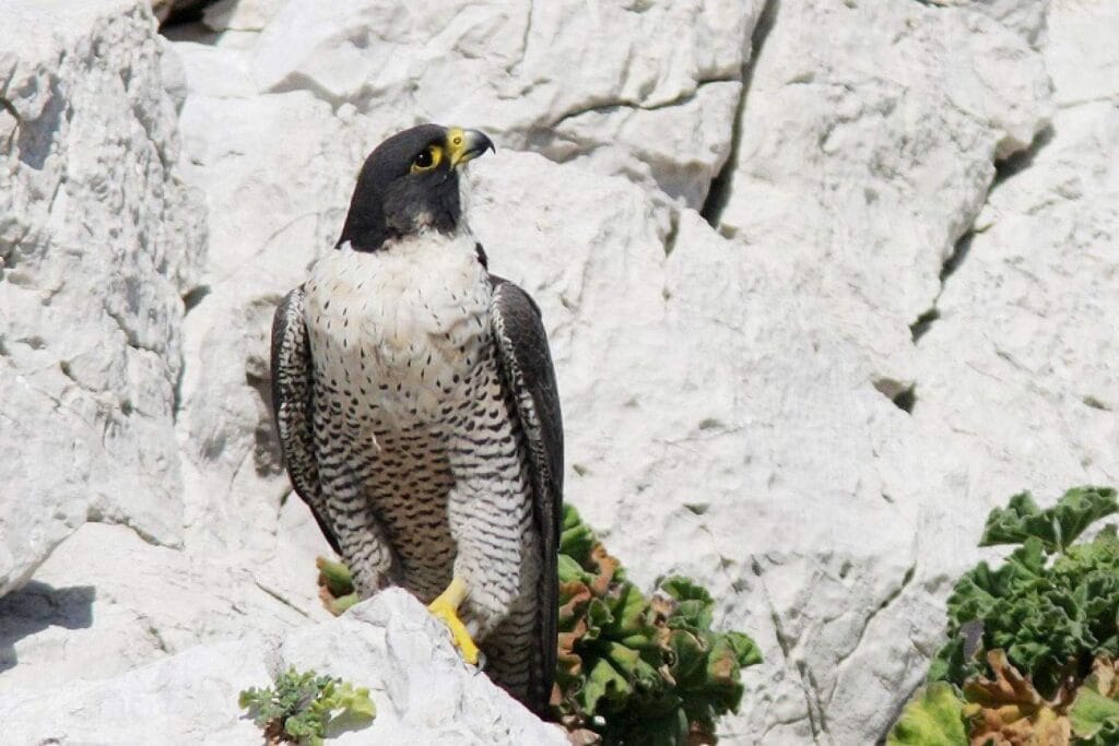 Sokół wędrowny w Parku Narodowym Calanques