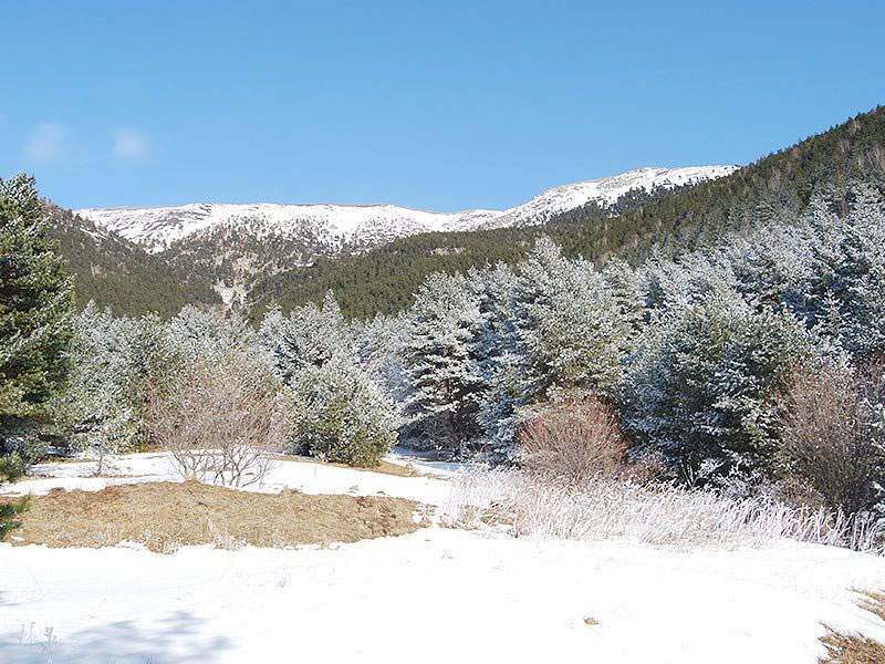 Sosnowy Fasnal (Фаснальский сосновый бор)