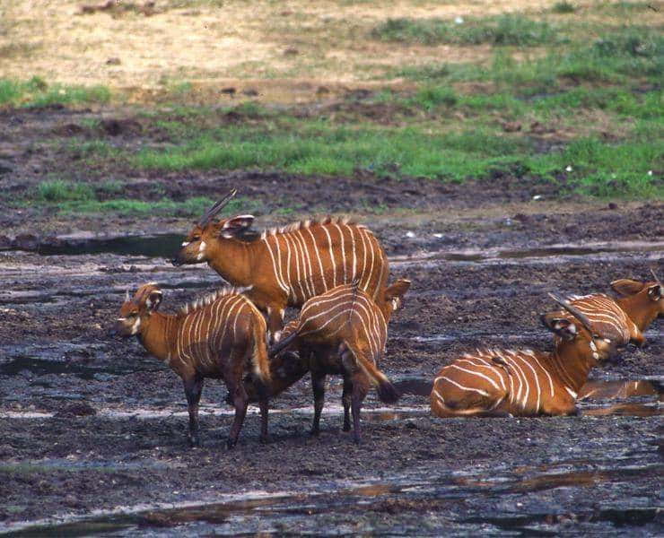Stado bongosów (Tragelaphus eurycerus) w Republice Środkowoafrykańskiej
