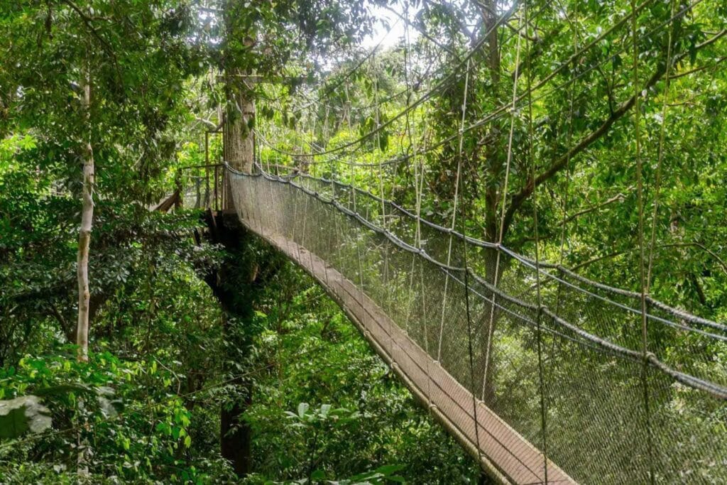 Szlak Canopy (Canopy Trail w Brunei)