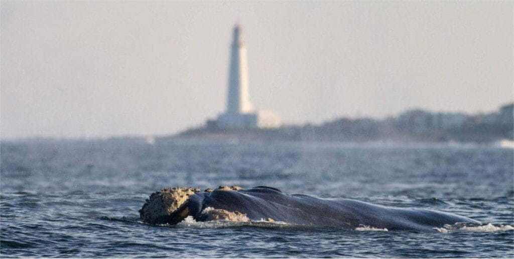 Obserwacja wieloryba biskajskiego południowego (Eubalaena australis) w Rocha i Cabo Polonio