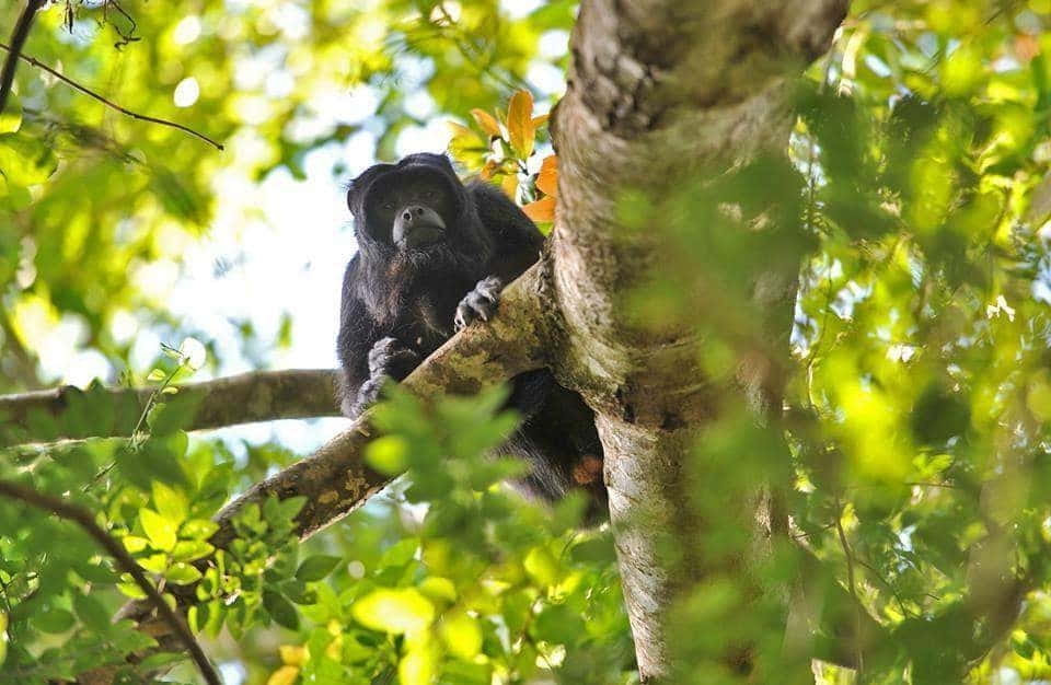 Wyjec (Alouatta) w Ybycuí, Paragwaj