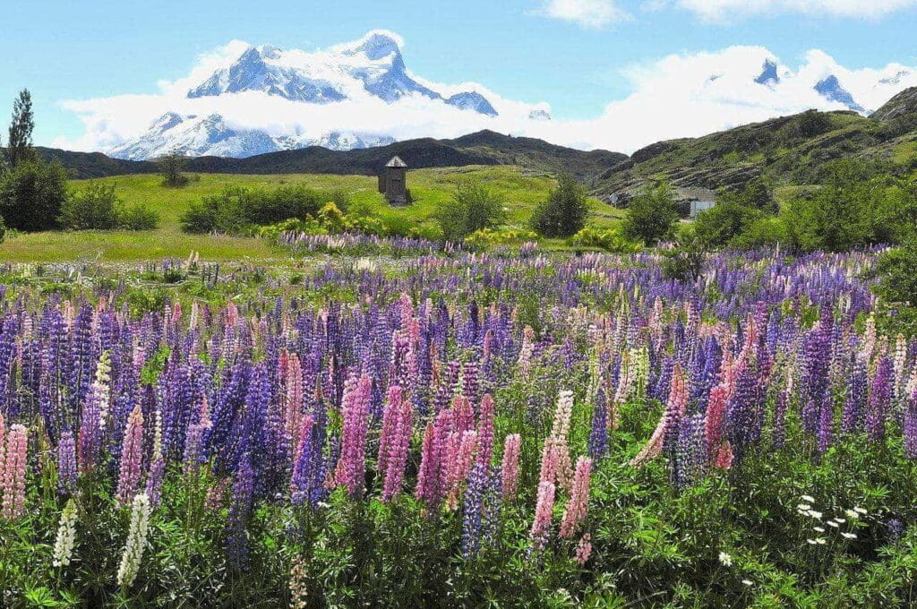 Zdziczałe łubiny (Lupinus polyphyllus)