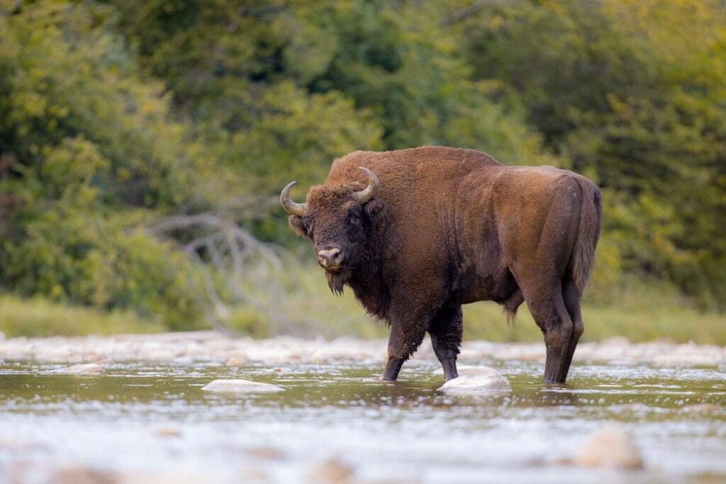 Żubry w Białowieży